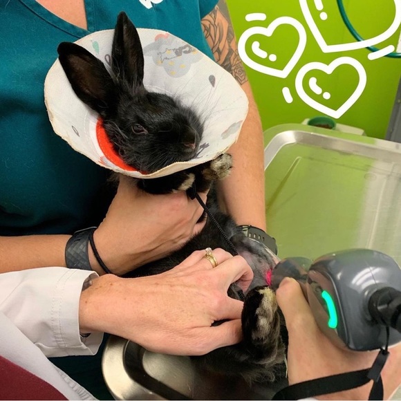 Help Rescue Animals!🐈‍⬛💜 MisfitsCoven Logo Unisex T-Shirts🔮🐾Inclusive Sizing - Picture 5 of 11